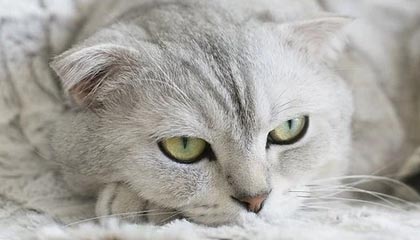 官方：詹姆斯战纽卡的任意球世界波当选切尔西12月最佳进球